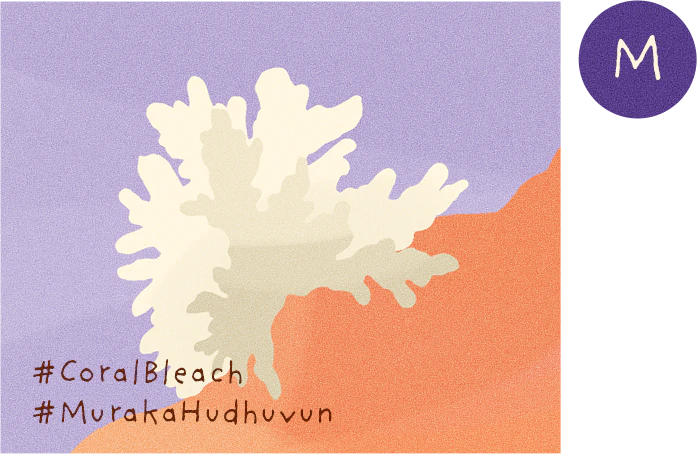 Myra's photo of bleached coral, #CoralBleach #MurakaHudhuvun